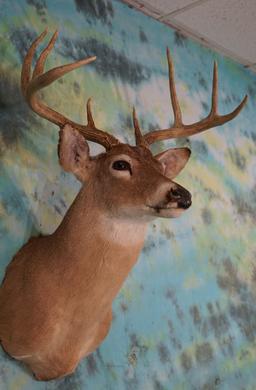 8pt. Whitetail Deer Shoulder Taxidermy Mount