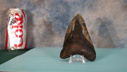 Megalodon "Prehistoric Giant Shark" Polished Fossil Tooth with Stand