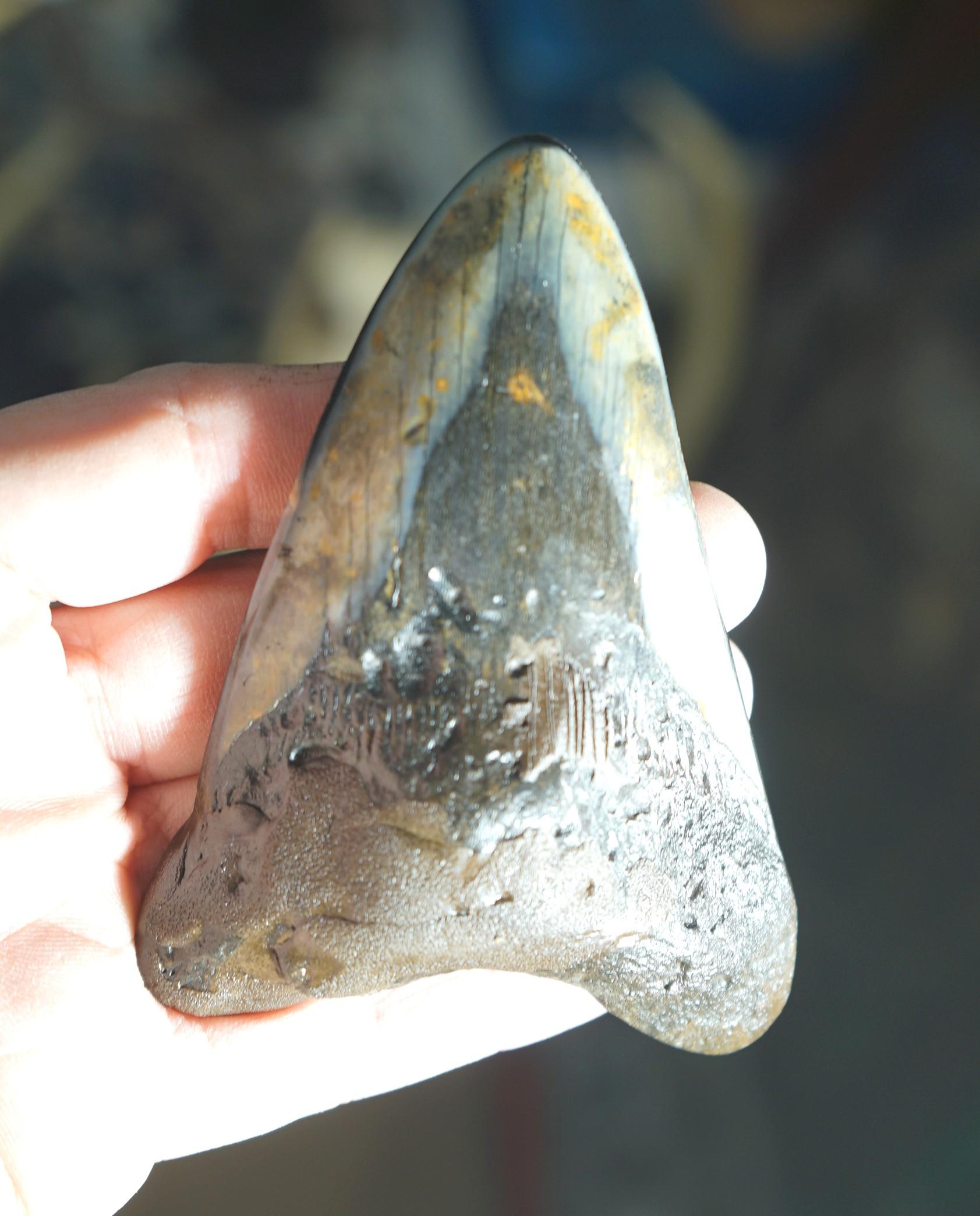 Megalodon "Prehistoric Giant Shark" Polished Fossil Tooth with Stand