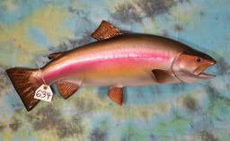 Brand New 29 1/2" Monster Rainbow Trout Fiberglass Reproduction Taxidermy Fish Mount