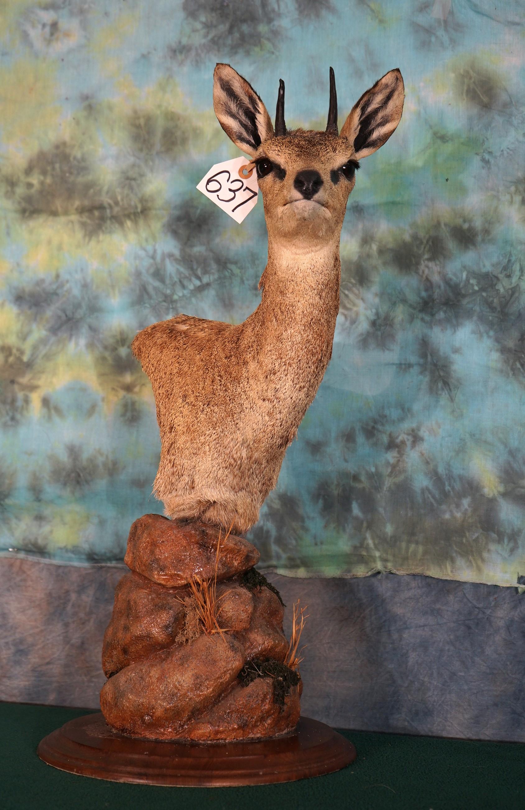 African Pygmy Antelope Klipspringer Shoulder Pedestal Taxidermy Mount