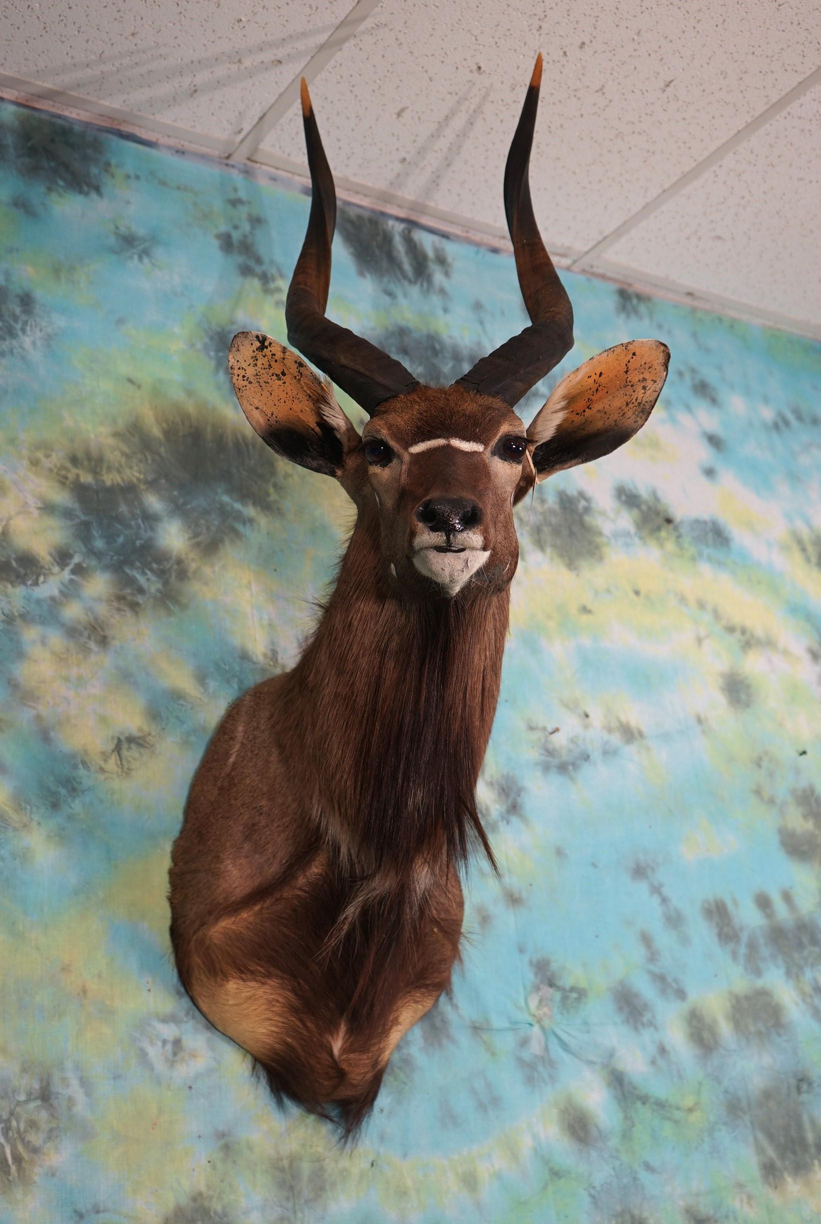 African Southern Nyala Shoulder Taxidermy Mount