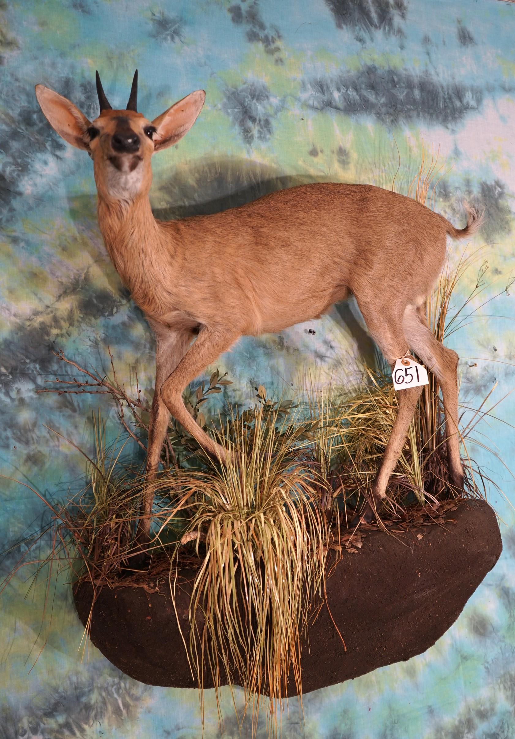 African Southern Bush Duiker Full Body Taxidermy Mount in Habitat