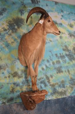 Half Body Aoudad Sheep Taxidermy Ram Mount