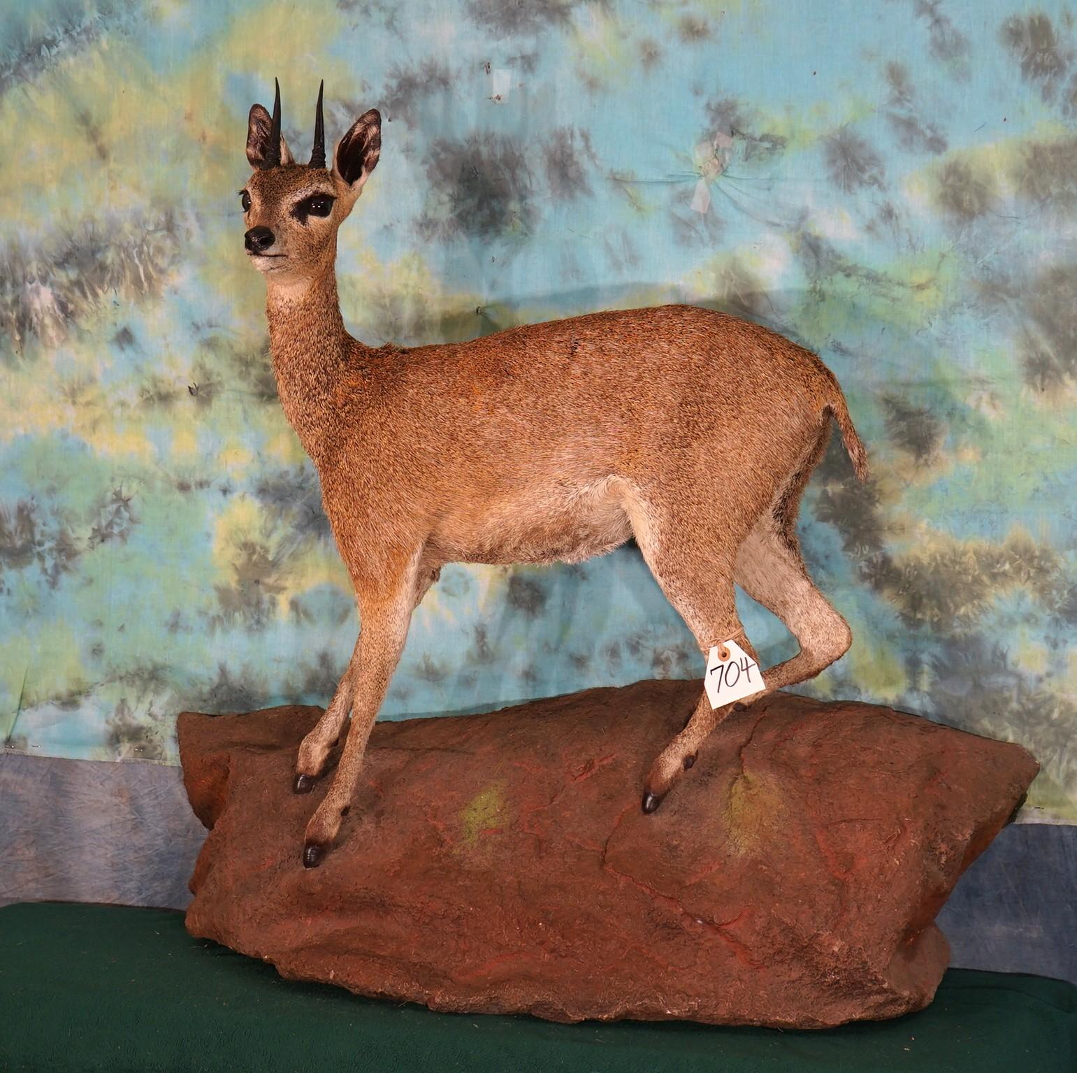 Full Body African Klipspringer Pygmy Antelope Taxidermy Mount