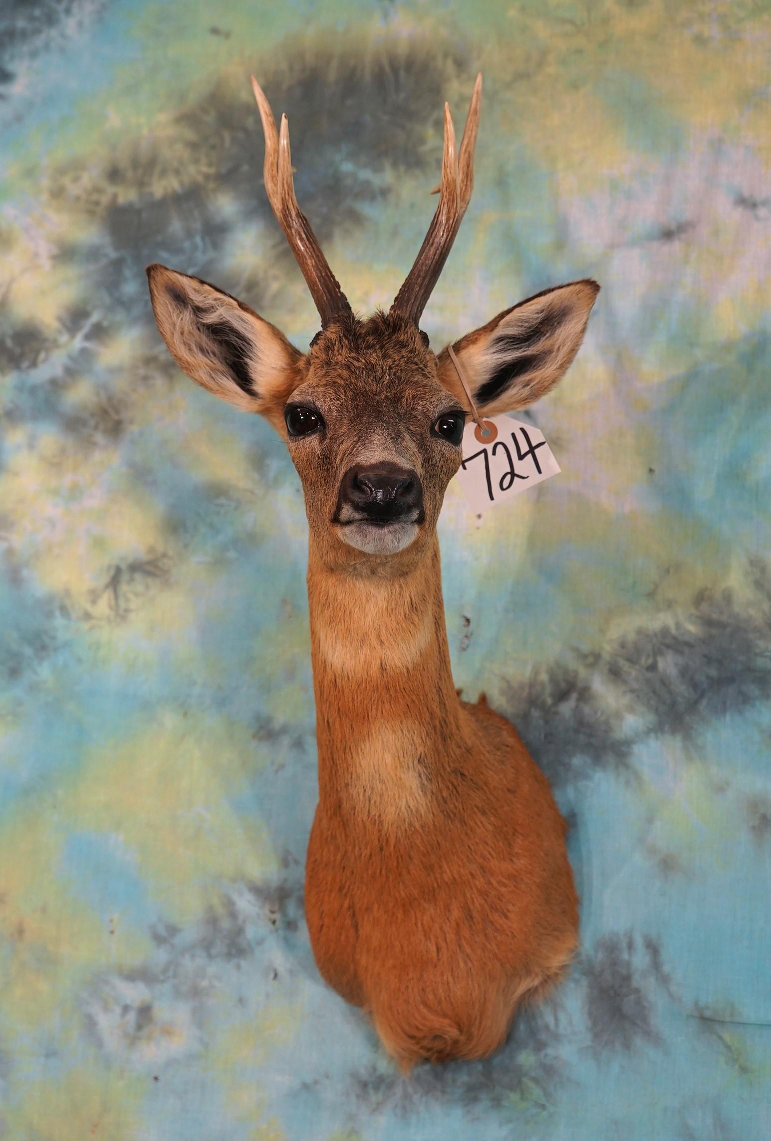 European Roebuck Shoulder Taxidermy Mount