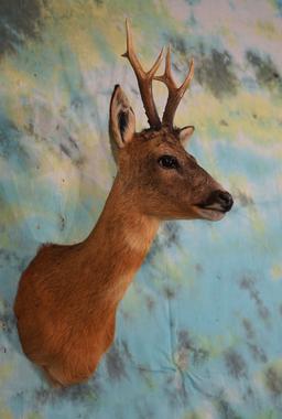 European Roebuck Shoulder Taxidermy Mount