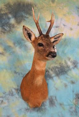 European Roebuck Shoulder Taxidermy Mount