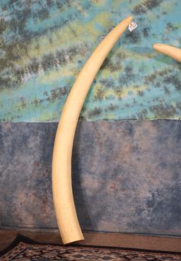 Beautiful Pair of Large African Elephant Tusk Fiberglass Reproduction Taxidermy