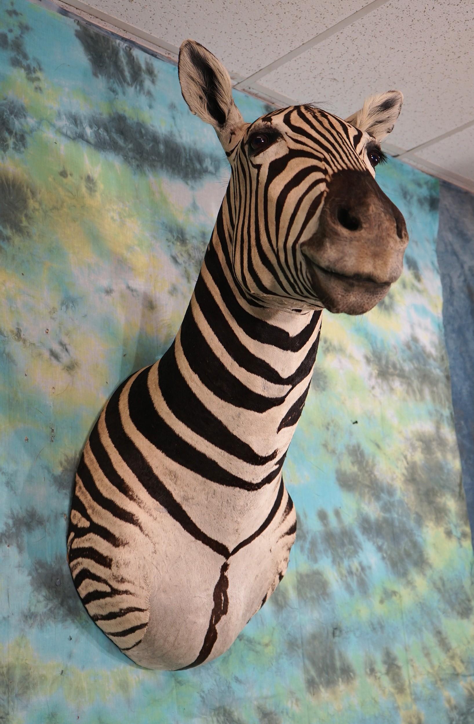 Beautiful African Zebra Shoulder Taxidermy Mount