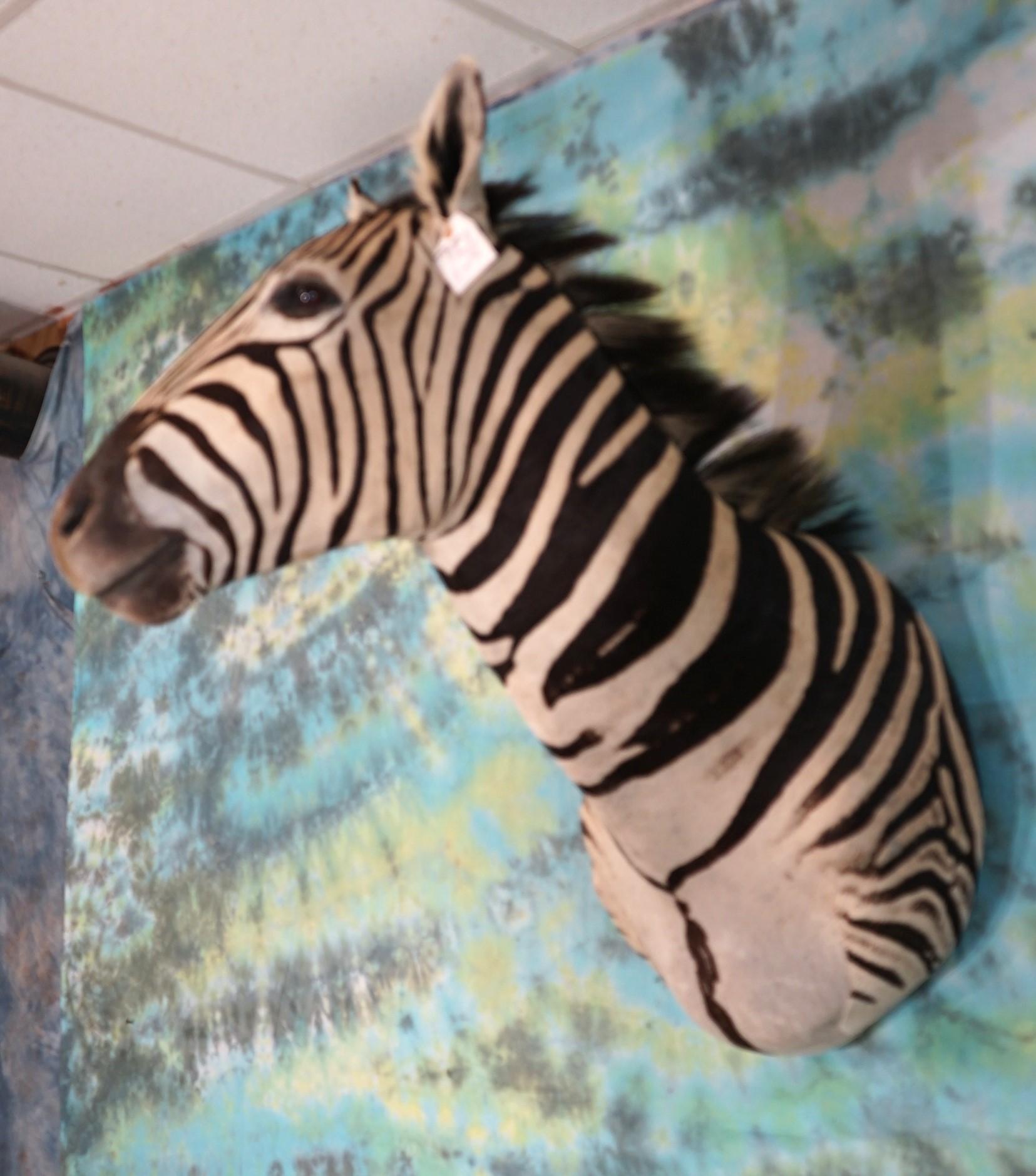 Beautiful African Zebra Shoulder Taxidermy Mount