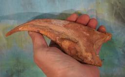 Awesome, Authentic, & Extremely Rare 7 1/2" Spinosaur Dinosaur Hand Claw Fossil