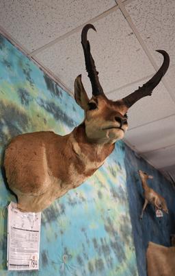 Boone & Crockett 86 6/8" net Pronghorn Antelope Shoulder Taxidermy Mount