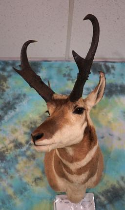 Boone & Crockett 86 6/8" net Pronghorn Antelope Shoulder Taxidermy Mount