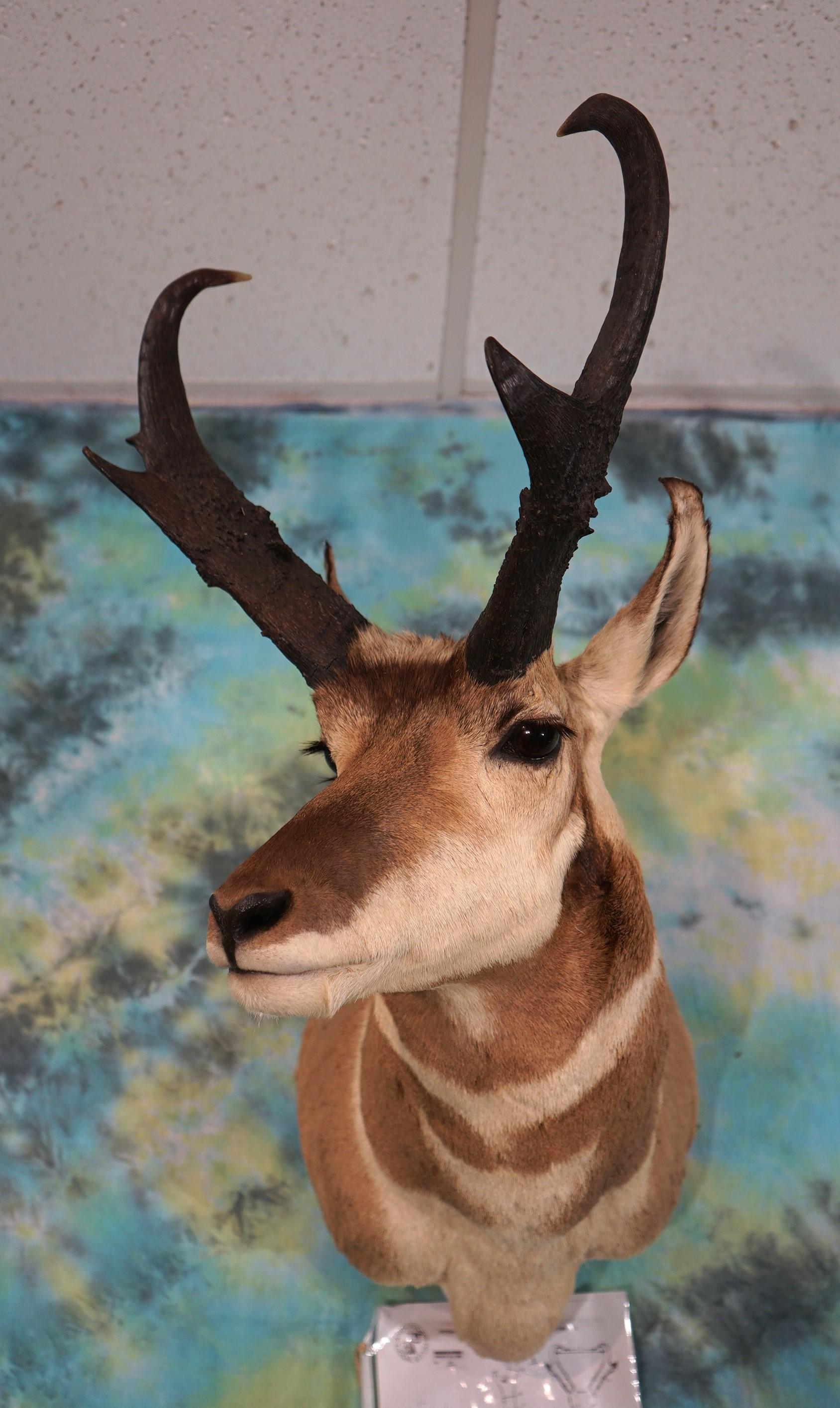 Boone & Crockett 86 6/8" net Pronghorn Antelope Shoulder Taxidermy Mount