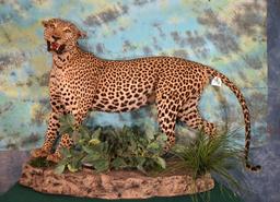 African Leopard Full Body in Habitat Taxidermy Mount **Texas Residents Only!**