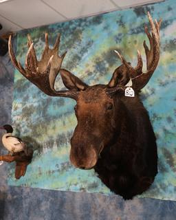 Record Book Shiras Moose Shoulder Taxidermy Mount