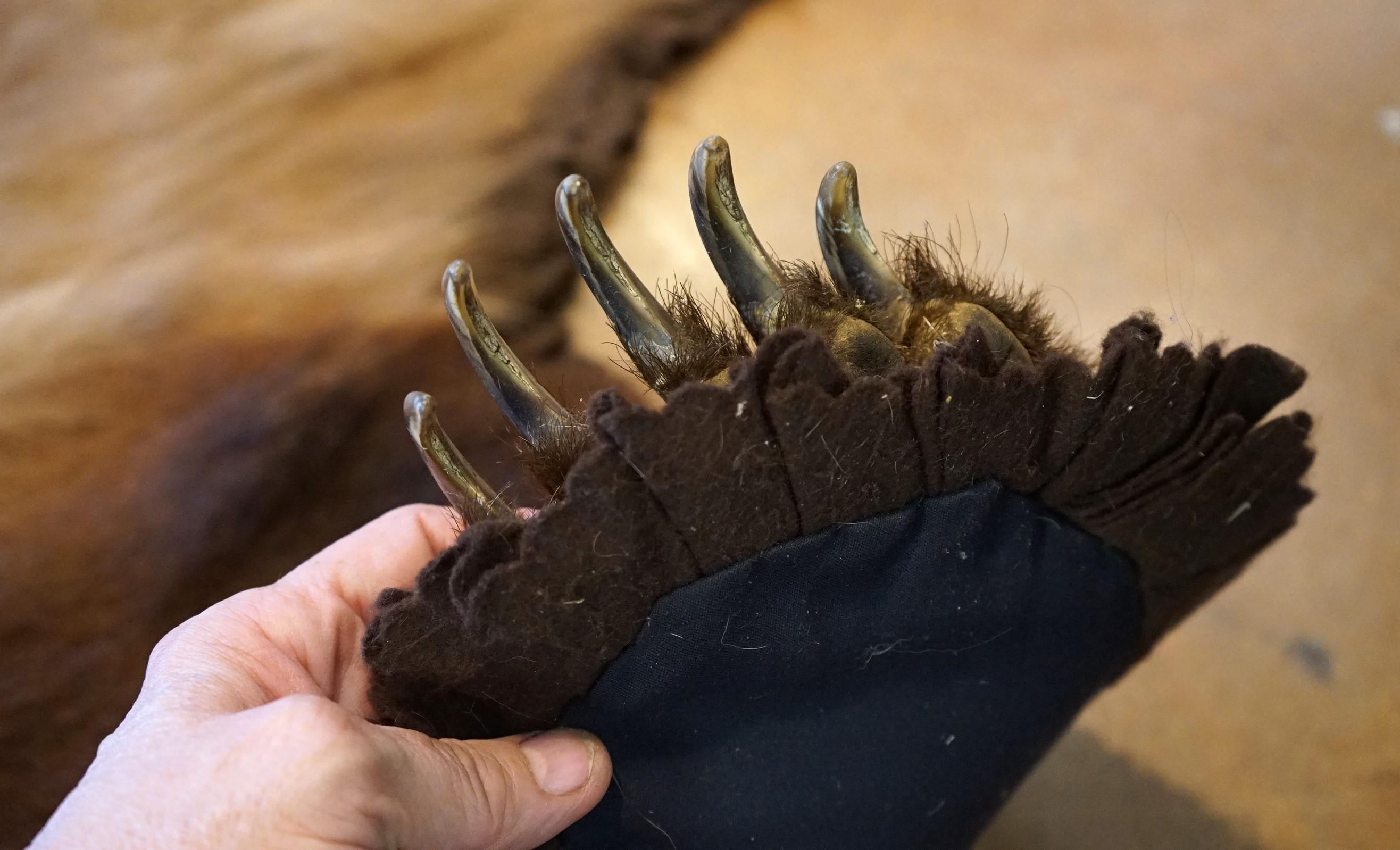 Beautiful Interior Grizzly Bear Rug Taxidermy Mount