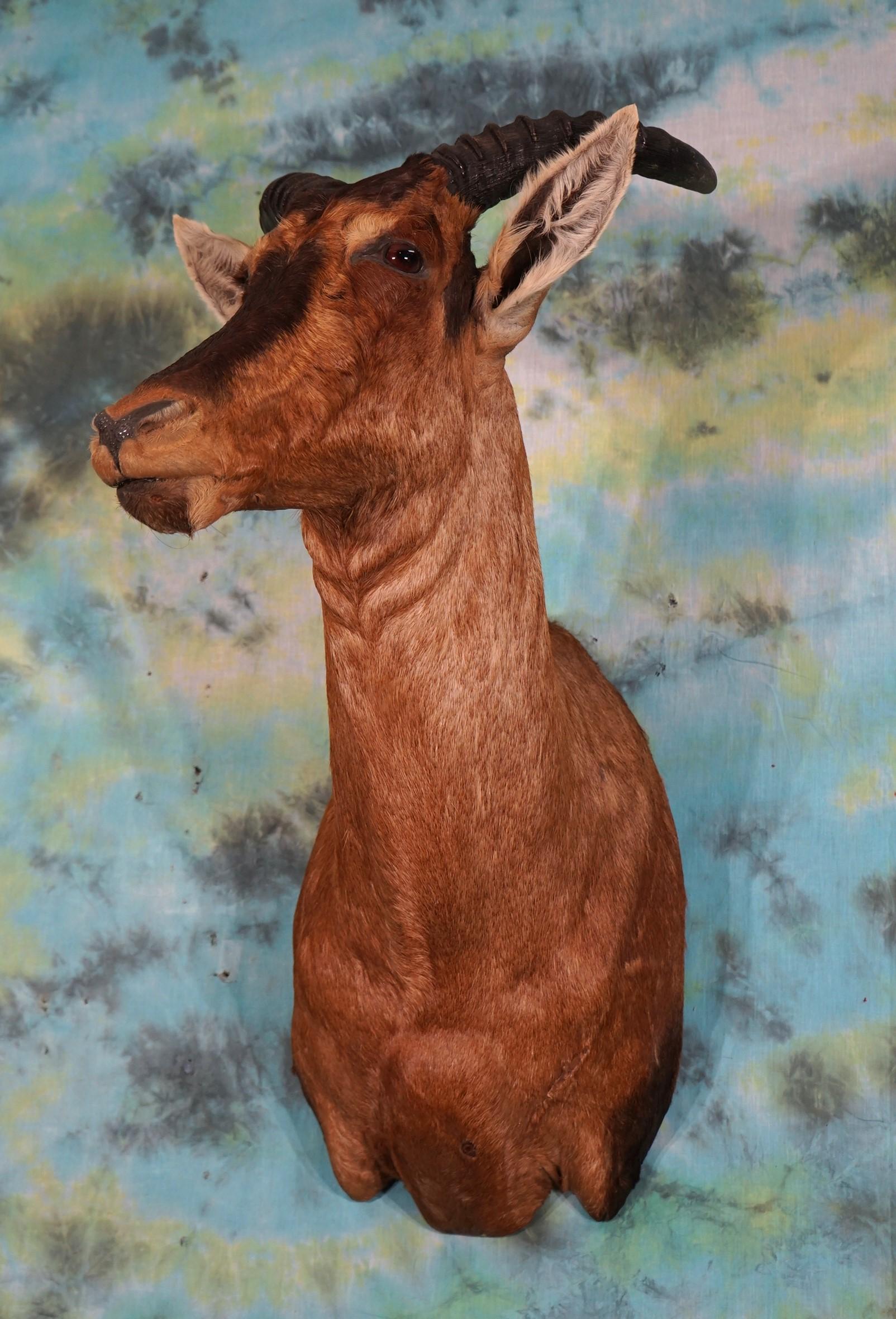 African Tsessebee Antelope Shoulder Taxidermy Mount