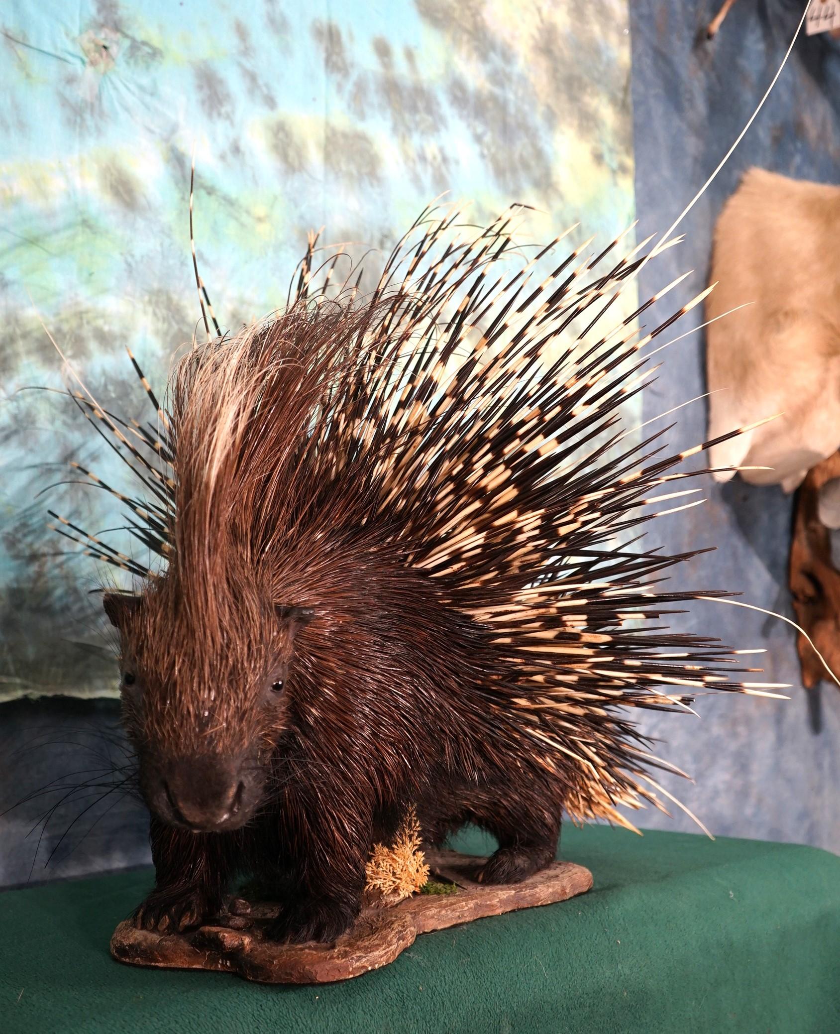 African Porcupine Full Body Taxidermy Mount