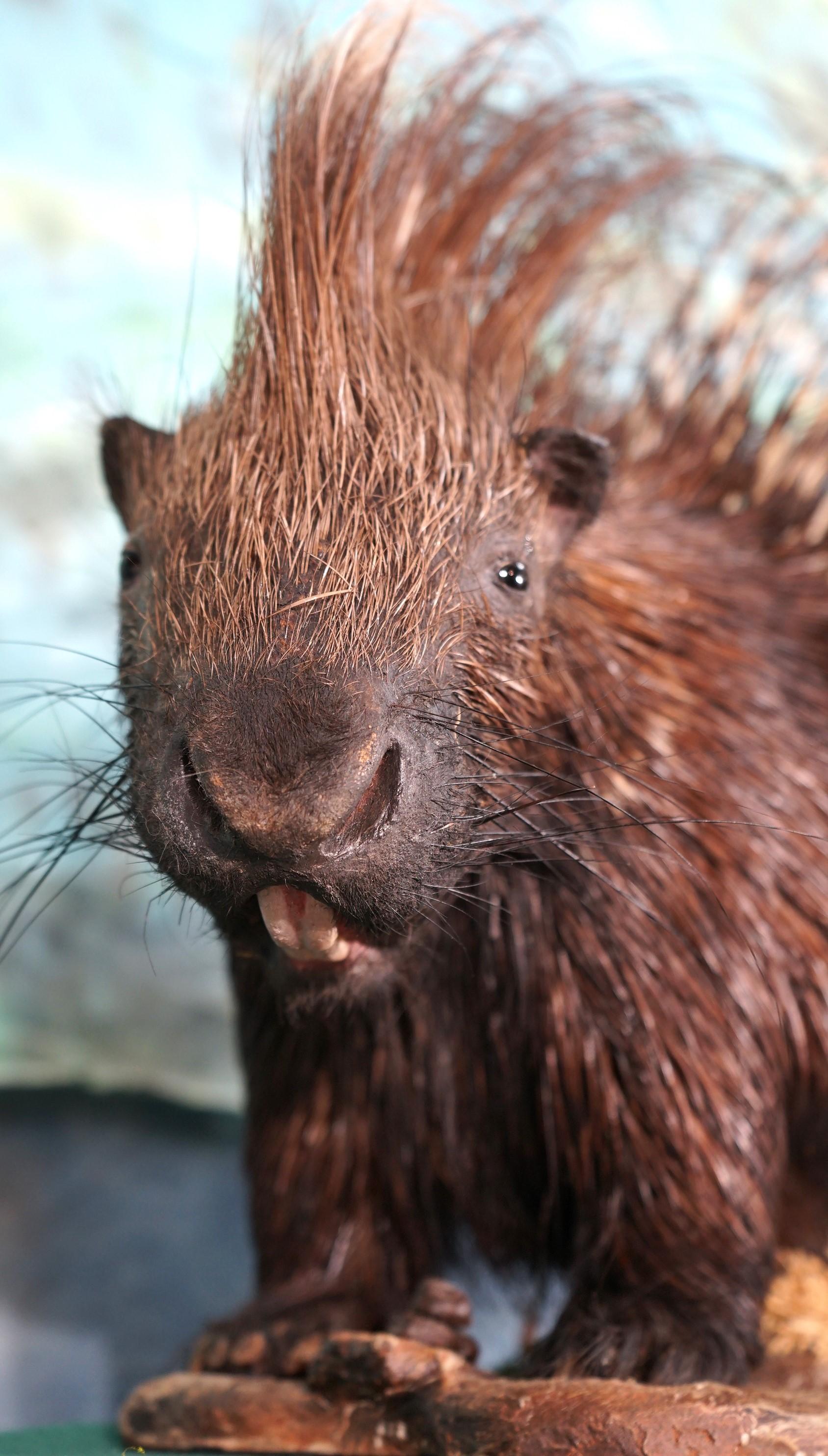 African Porcupine Full Body Taxidermy Mount