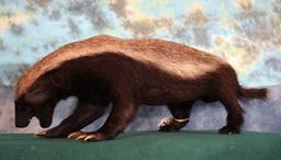 Rare African Honey Badger Full Body Taxidermy Mount