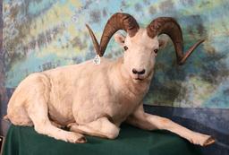 Full Body Alaskan Dall Sheep Taxidermy Ram  Mount