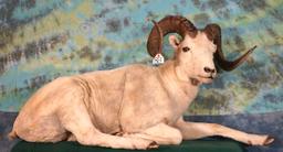 Full Body Alaskan Dall Sheep Taxidermy Ram  Mount