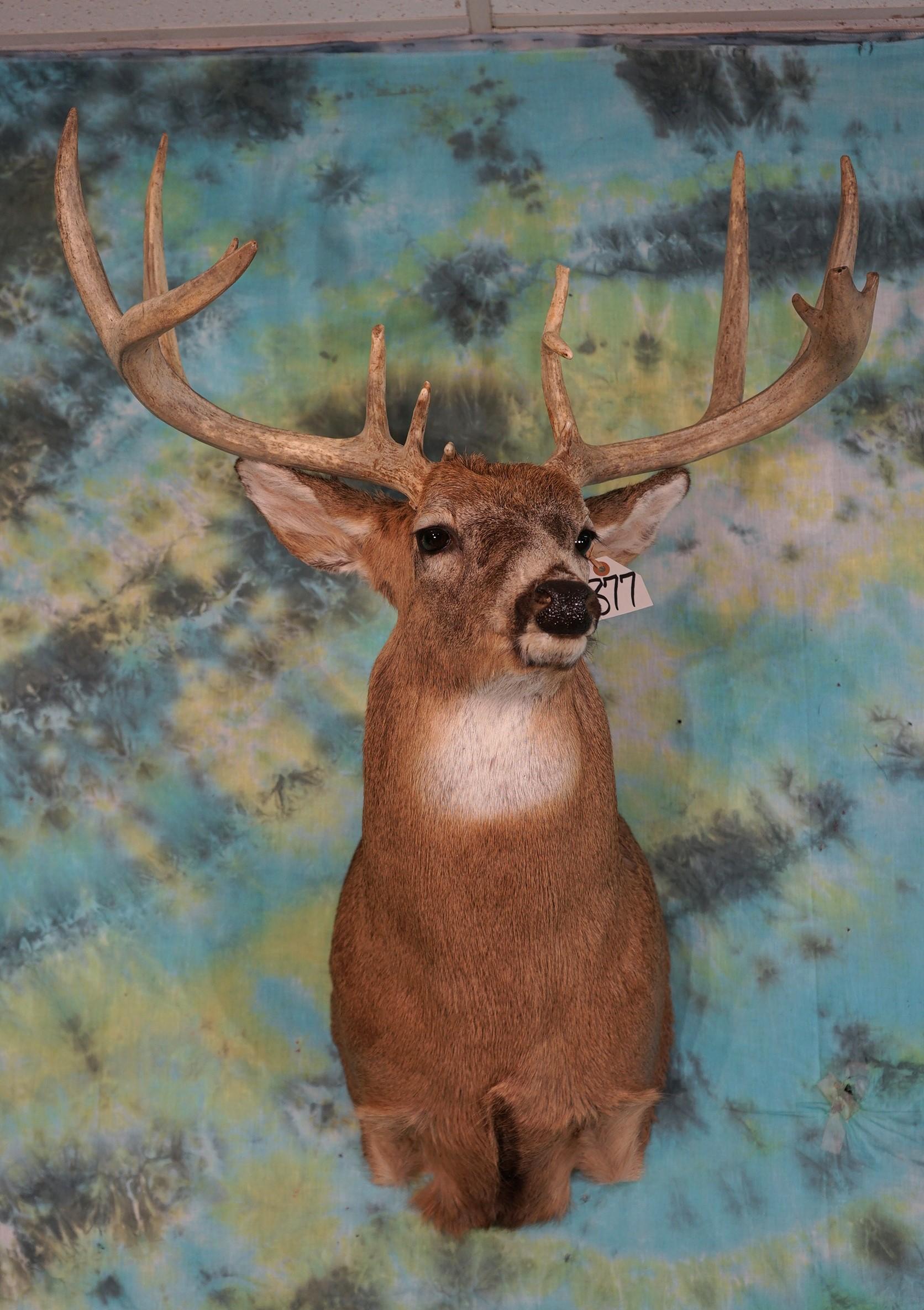 15pt. Northern Whitetail Deer Shoulder Taxidermy Mount