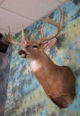 15pt. Northern Whitetail Deer Shoulder Taxidermy Mount