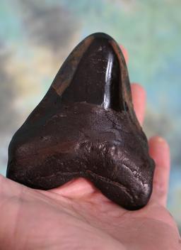 Polished Megalodon Tooth "Prehistoric Shark" with stand Fossil