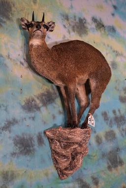 African Klipspringer Pygmy Antelope Full Body Mount Taxidermy