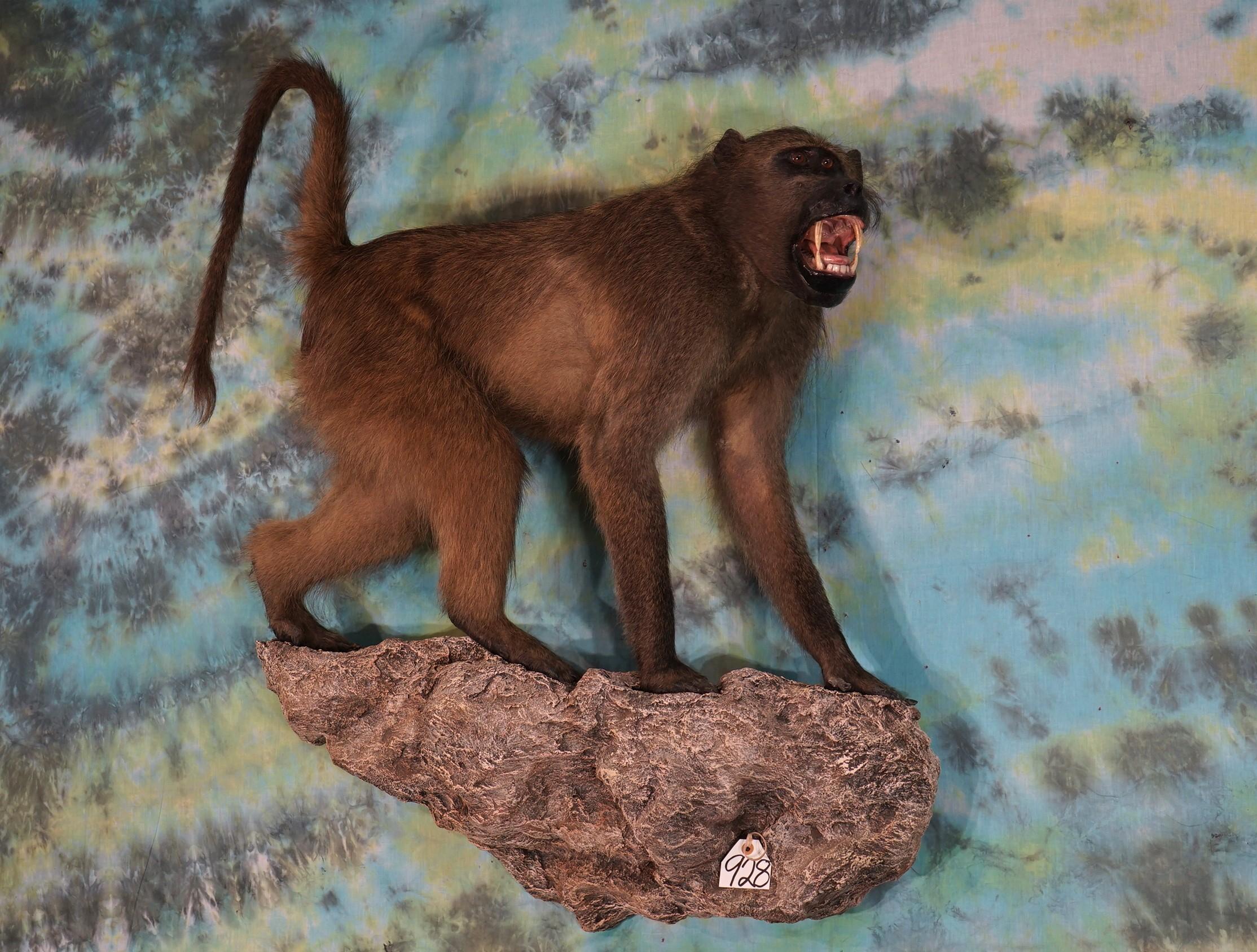 African Chacma Baboon Full Body Taxidermy Wall Mount