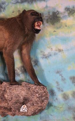 African Chacma Baboon Full Body Taxidermy Wall Mount