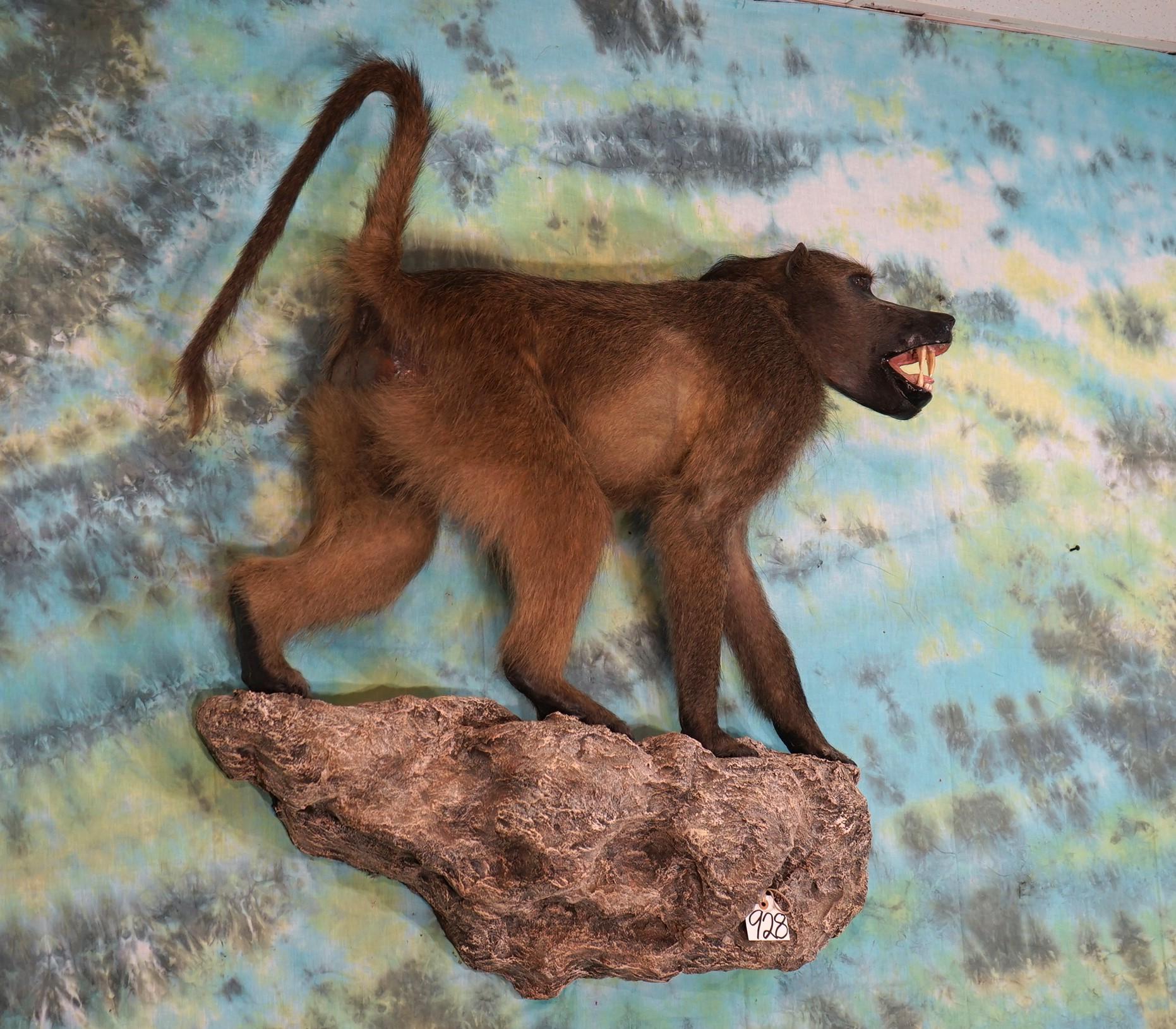 African Chacma Baboon Full Body Taxidermy Wall Mount