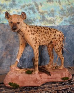 East African Spotted Hyena in Habitat Full Body Taxidermy Mount