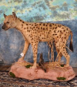 East African Spotted Hyena in Habitat Full Body Taxidermy Mount