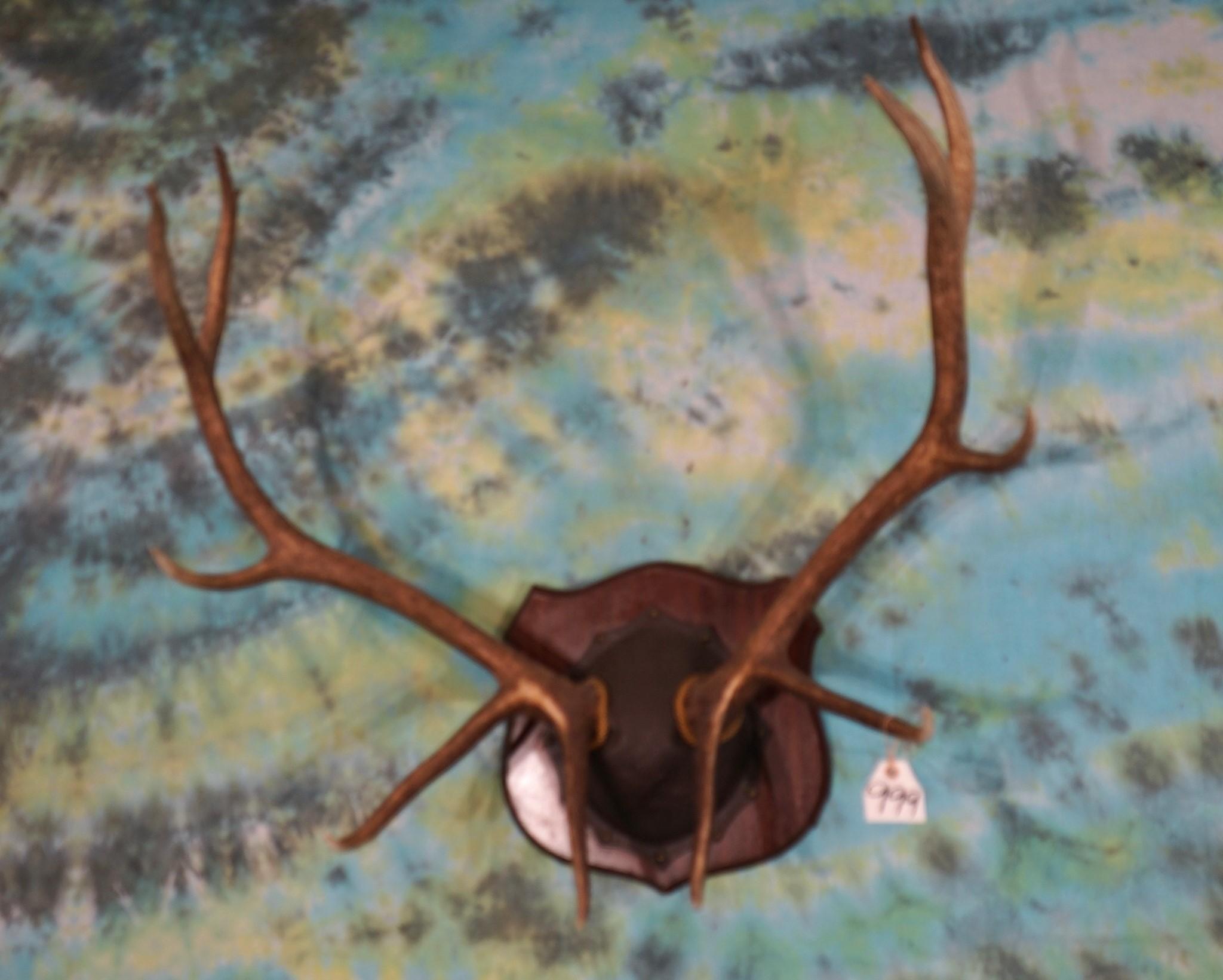 5 x 5 Elk Antlers on Plaque Taxidermy