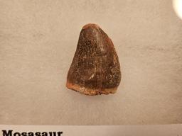 DINOSAUR TOOTH!