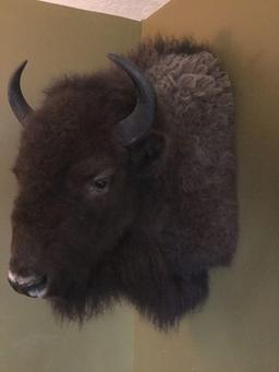 Bison