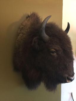 Bison