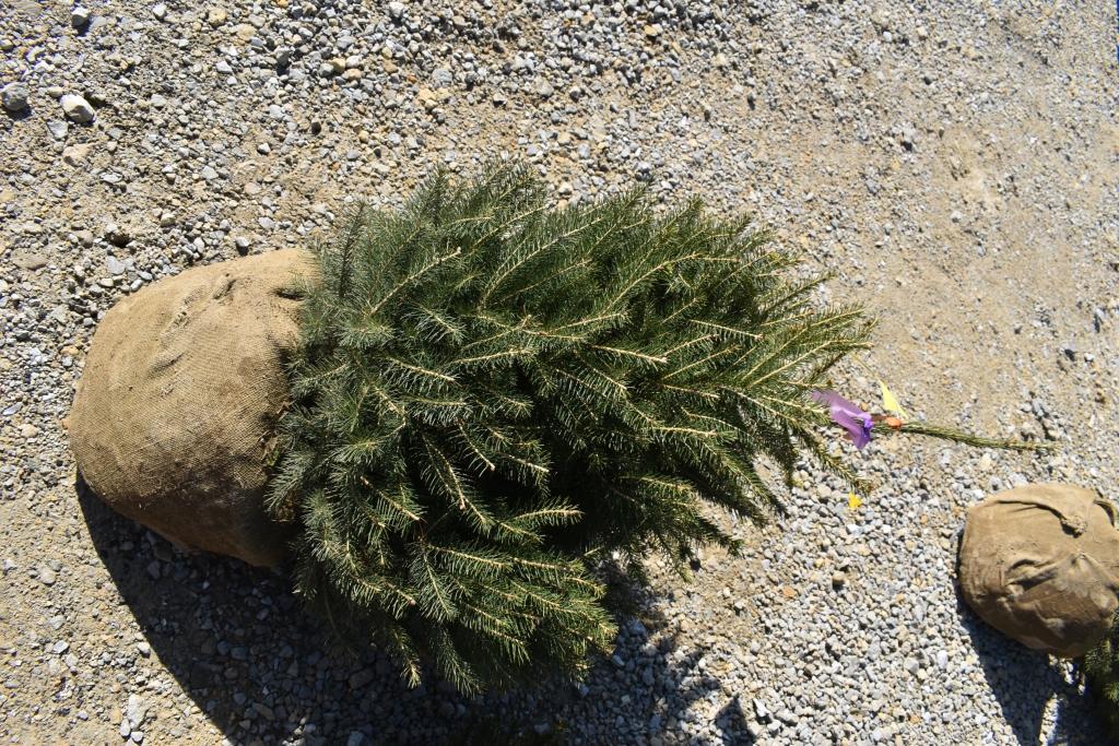 3in Norway Spruce