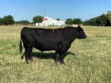 Black Angus Herd Bull