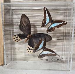 4 Mounted Butterfly Taxidermy in Acrylic Shadow Boxes