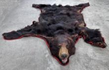 Montana Taxidermy Black Bear Rug