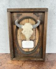 Bob Scriver Buffalo Skull Plaster Model