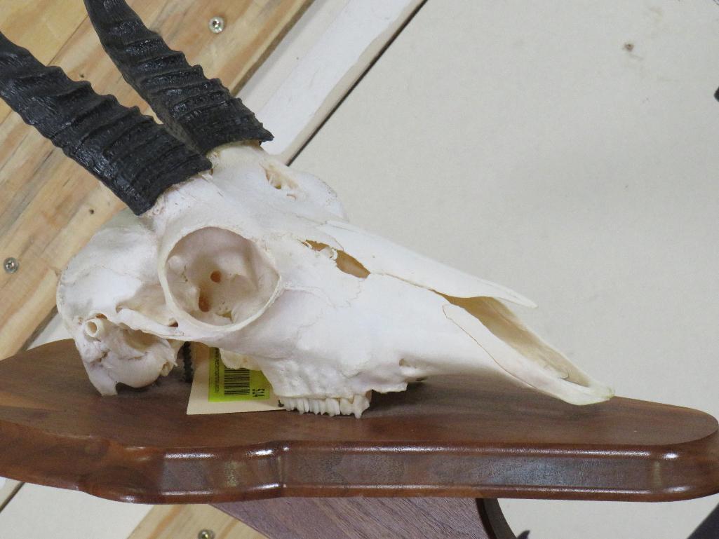 Reedbuck Skull on Plaque TAXIDERMY