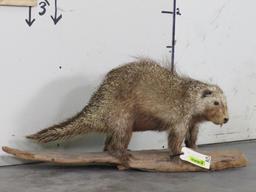 Lifesize Porcupine on Base TAXIDERMY