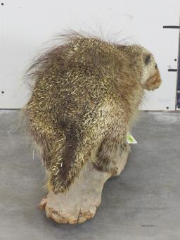 Lifesize Porcupine on Base TAXIDERMY