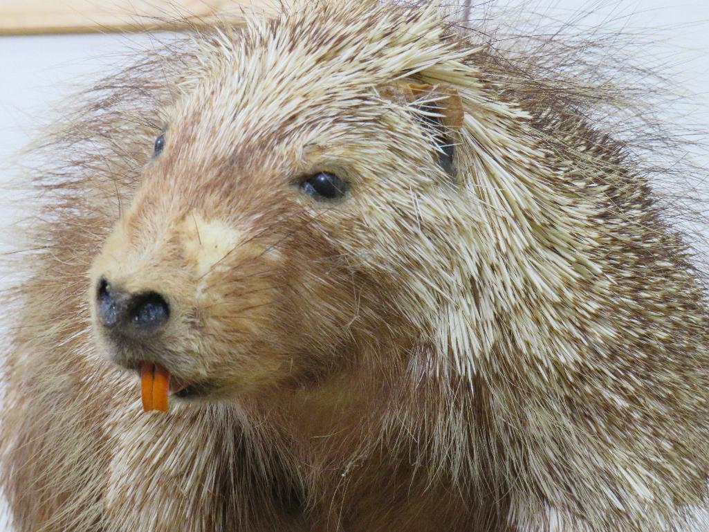 Lifesize Porcupine on Base TAXIDERMY